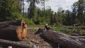 Best Tree Risk Assessment  in Gordo, AL