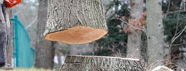 Best Tree and Shrub Care  in Gordo, AL