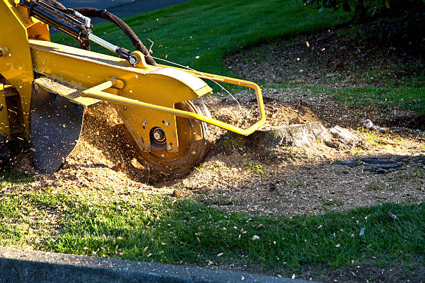 Best Tree Removal  in Gordo, AL