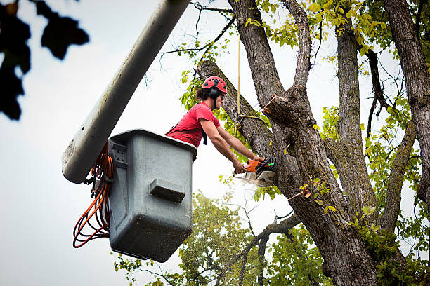 Best Tree Cabling and Bracing  in Gordo, AL