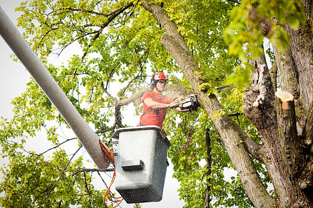 Best Firewood Processing and Delivery  in Gordo, AL