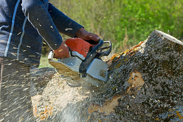 Best Tree Disease Treatment  in Gordo, AL